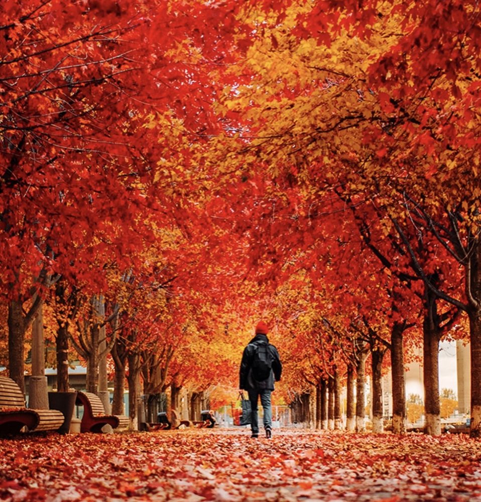 A path under red and gold autumn trees