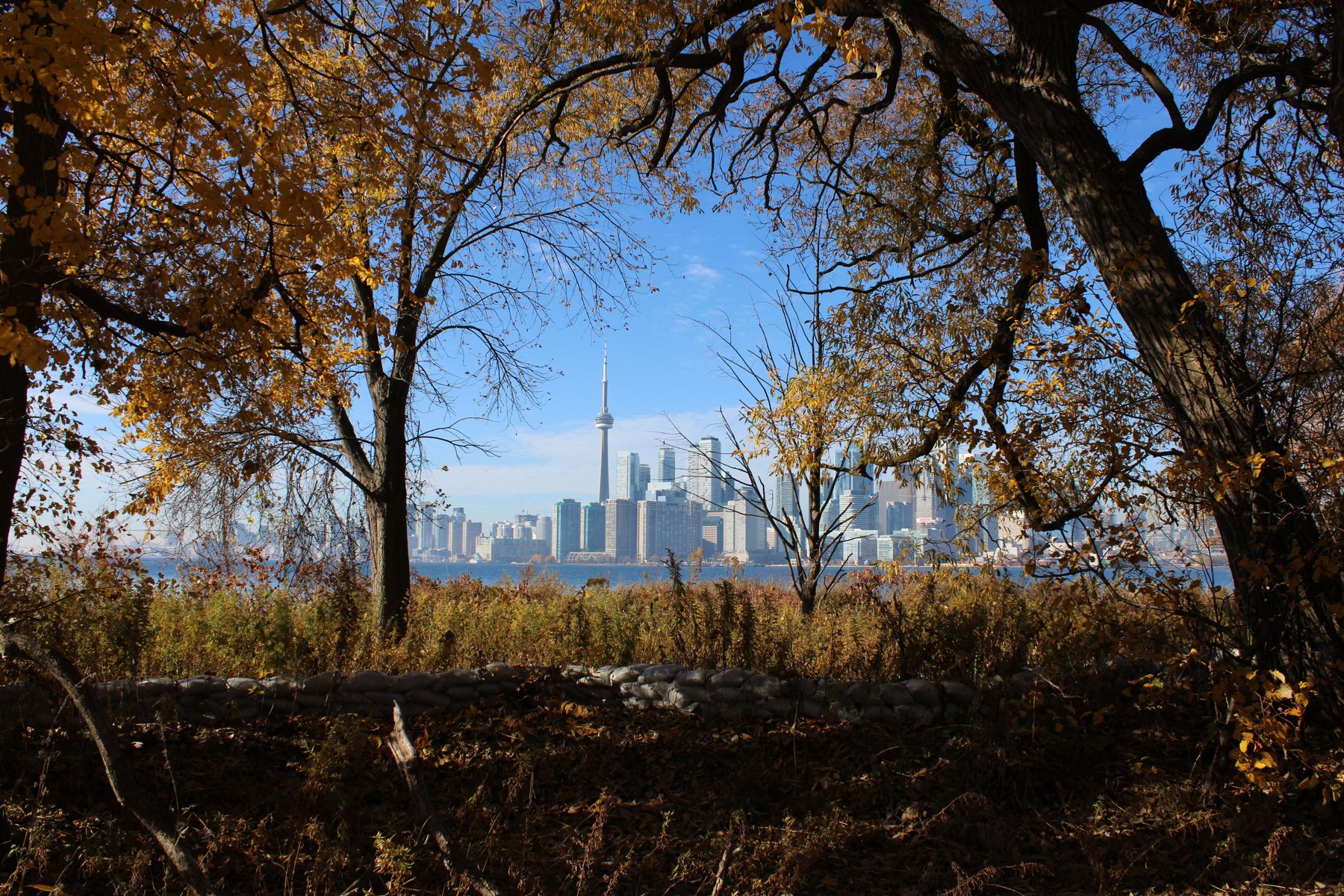 The Toronto skyline across the water, framed by autumn trees