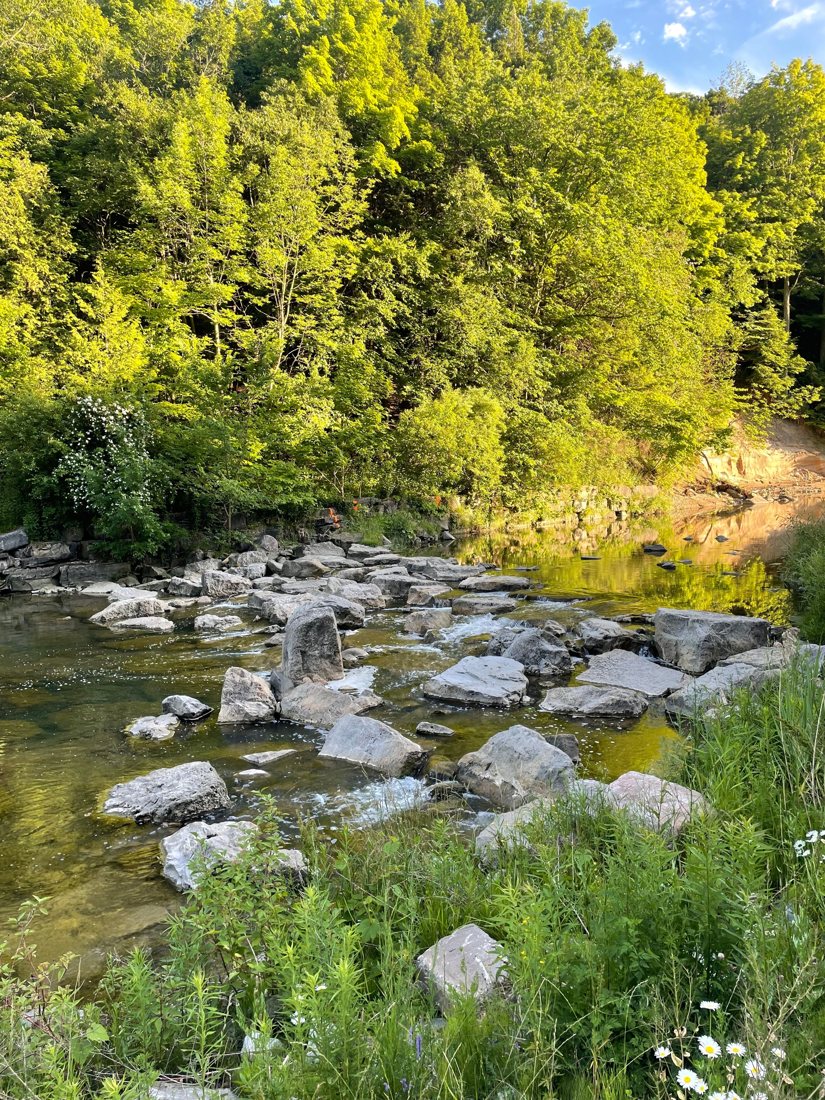 A rocky creek under green trees